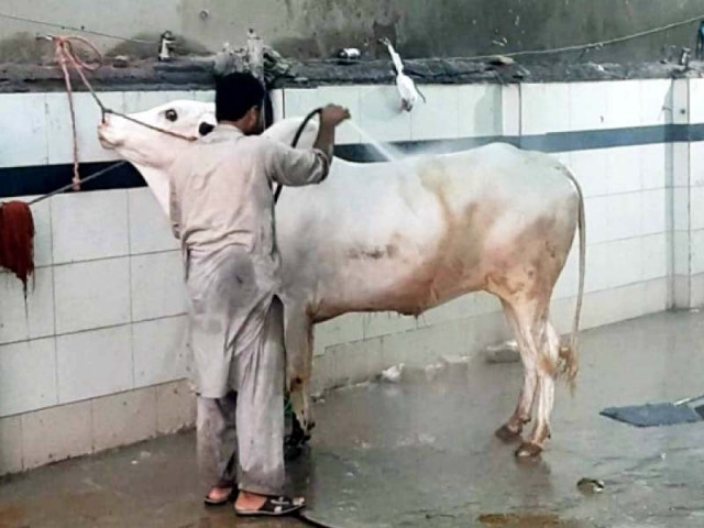 a service station worker gives a shower to a sacrificial animal to cleanse it of the dust and mud accumulated on its skin during transportation to the mandi photo express a service station worker gives a shower to a sacrificial animal to cleanse it of the dust and mud accumulated on its skin during transportation to the mandi photo express