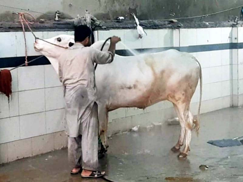 a service station worker gives a shower to a sacrificial animal to cleanse it of the dust and mud accumulated on its skin during transportation to the mandi photo express