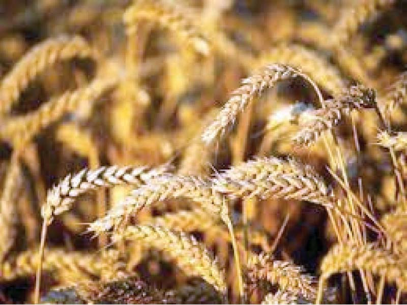 the meeting was informed that a govt to govt deal with russia was expected to be finalised in july for import of one million tons of wheat photo file