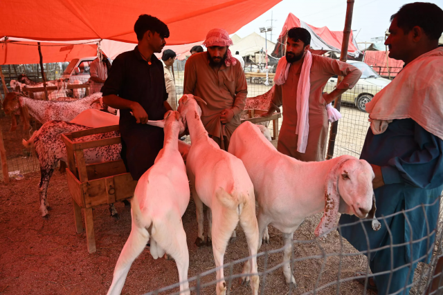 exorbitant livestock prices put a downer on eid exorbitant livestock prices put a downer on eid