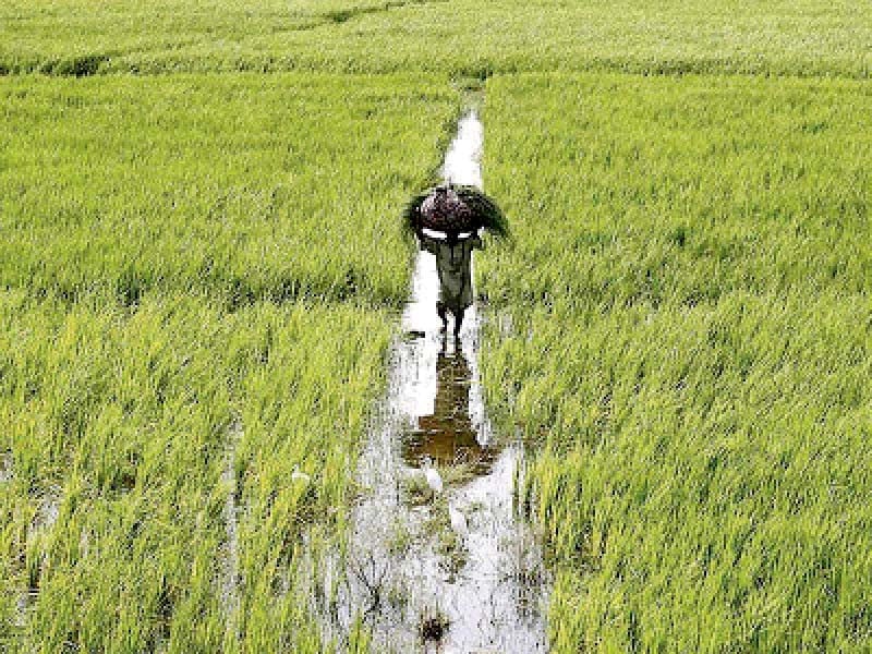 Floods damage non-basmati rice crop - The Express Tribune