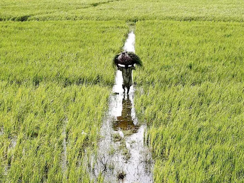floods damage non basmati rice crop floods damage non basmati rice crop