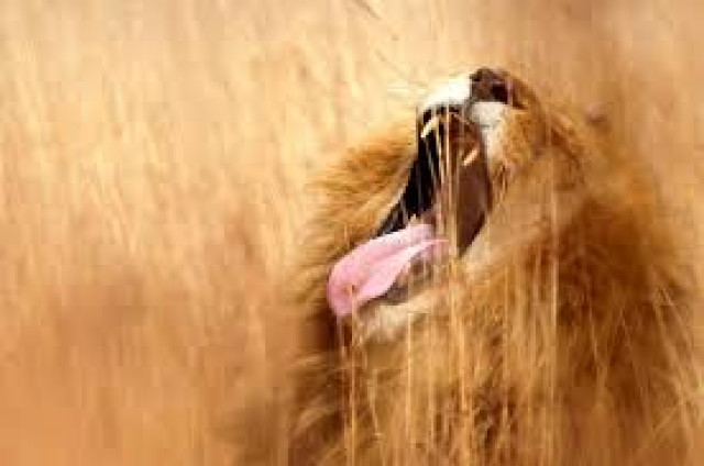 a reuters file photo of a lion