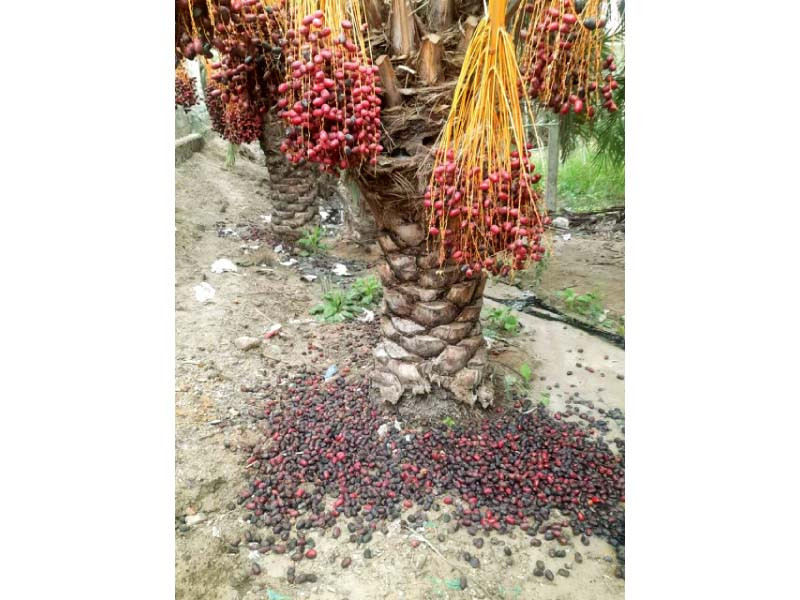 dates farmers suffer rs2 billion loss