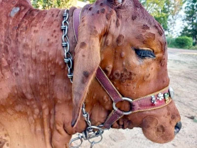 sale of beef banned in noorpur thal sale of beef banned in noorpur thal