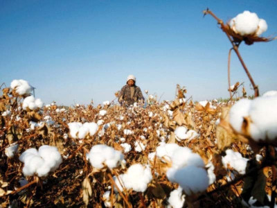 irreparable damage to cotton crop