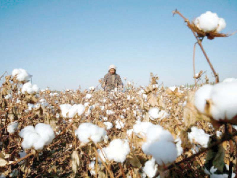 the amount of cotton received by members of pakistan s ginners association pcga is down 24 from last year according to a report published earlier this month photo file