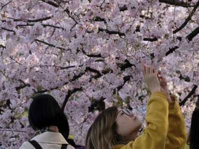 japan cherry blossom festivals cancelled as virus fears grow japan cherry blossom festivals cancelled as virus fears grow
