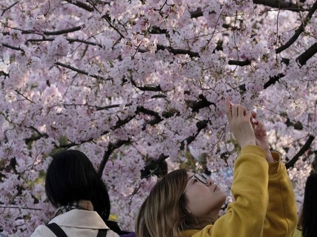 the traditional spring celebrations in tokyo and osaka will not go ahead as planned in april photo afp the traditional spring celebrations in tokyo and osaka will not go ahead as planned in april photo afp