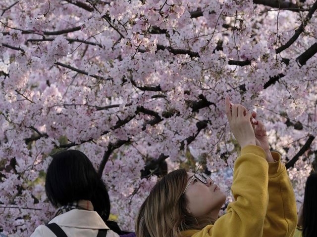 the traditional spring celebrations in tokyo and osaka will not go ahead as planned in april photo afp