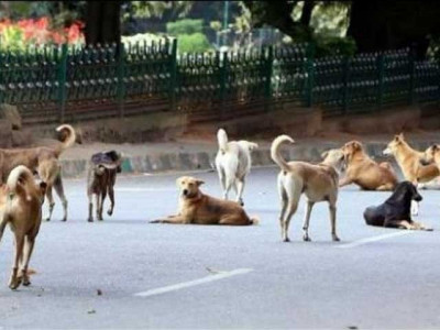stray dogs kill student near sargodha