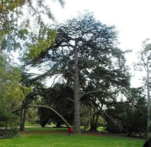 the tree trunks of cambridge and an old people s home the tree trunks of cambridge and an old people s home