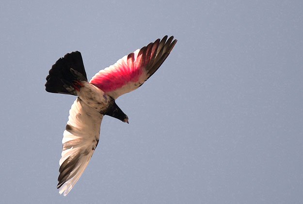 danish pigeon wins first of its kind endurance race in pakistan
