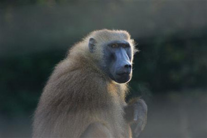three baboons rescued from clifton shop