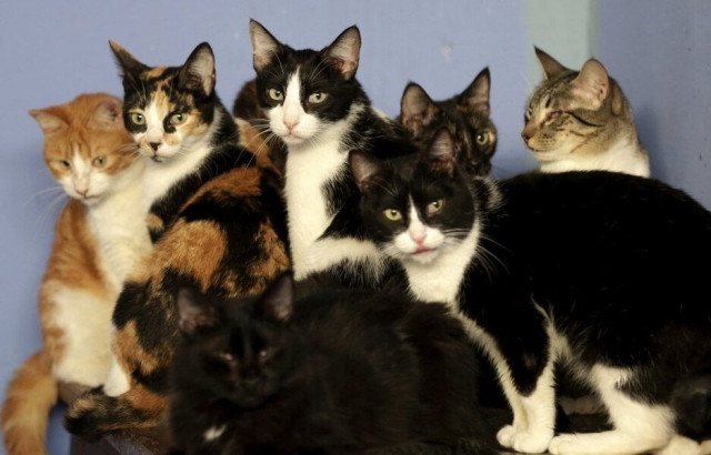 a reuters file photo of cats a reuters file photo of cats