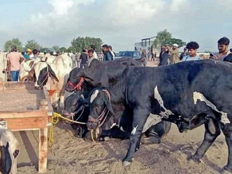 people interact with traders to buy sacrificial animals at the cattle market set up along super highway photo ppi file