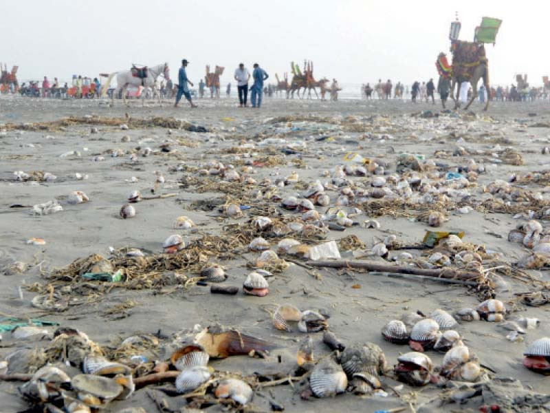 dead clams seaweed and plastic churned out by the sea during high tides triggered by cyclone biparjoy are seen on the clifton beach if not cleared the rotting garbage can cause environmental pollution photo express