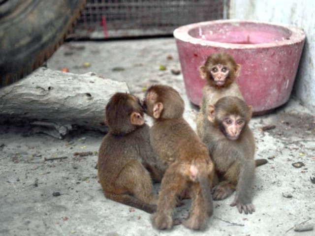 monkeys are seen in a cage at karachi zoo on friday after being recovered from illegal traders photo afp monkeys are seen in a cage at karachi zoo on friday after being recovered from illegal traders photo afp