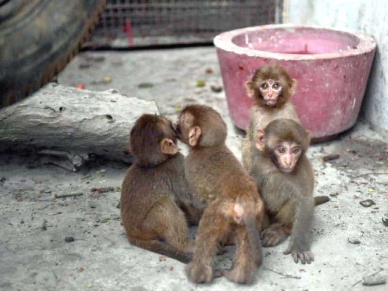 monkeys are seen in a cage at karachi zoo on friday after being recovered from illegal traders photo afp monkeys are seen in a cage at karachi zoo on friday after being recovered from illegal traders photo afp