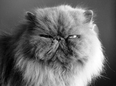 childhood pets linked to lower allergy risk study childhood pets linked to lower allergy risk study