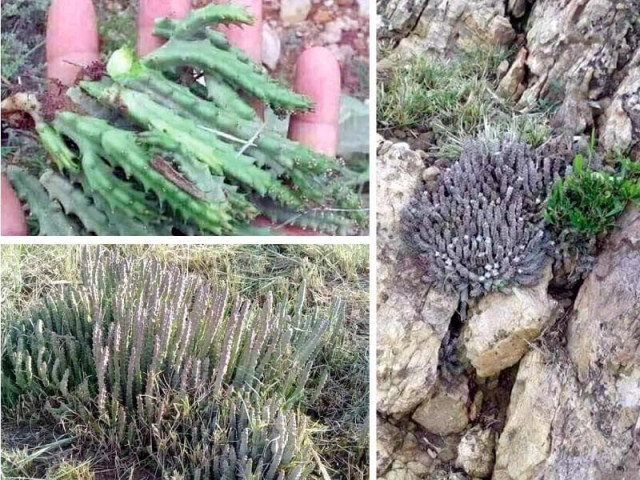 this neglected vegetable is well known for its medicinal value photo express this neglected vegetable is well known for its medicinal value photo express