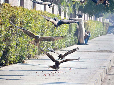 charity for birds becomes liability for humans charity for birds becomes liability for humans