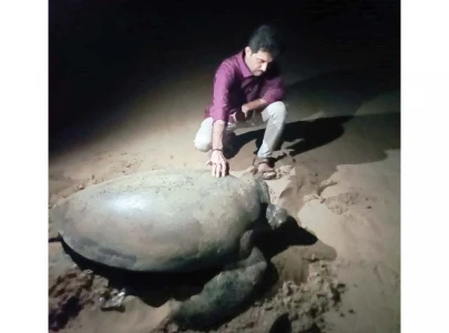 poaching poses serious threat to rare species of sea turtles
