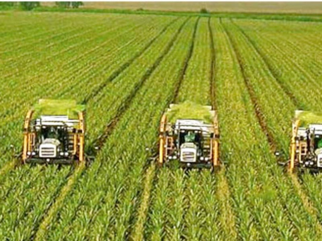 sindh farmers urge promotion of intercropping sindh farmers urge promotion of intercropping