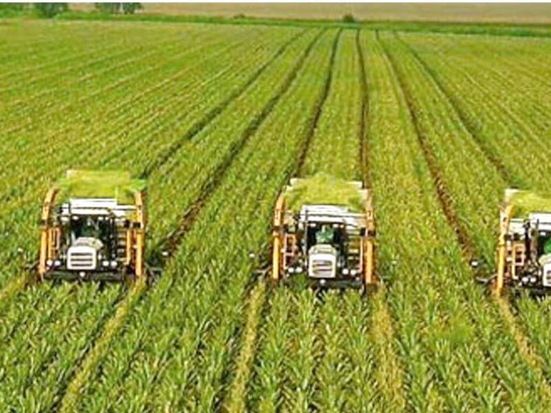 Sindh farmers urge promotion of intercropping | The Express Tribune