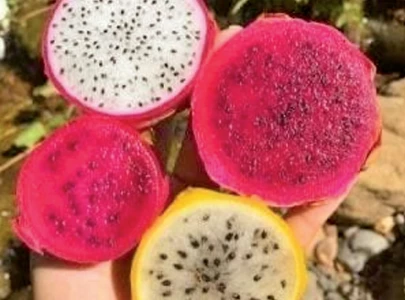 sindh farmers eye dragon fruit market
