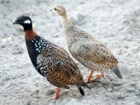 the hunting of partridges in prohibited areas has drawn concern photo express