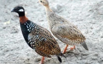 punjab designates 80 hunting grounds for partridges amid community pushback punjab designates 80 hunting grounds for partridges amid community pushback