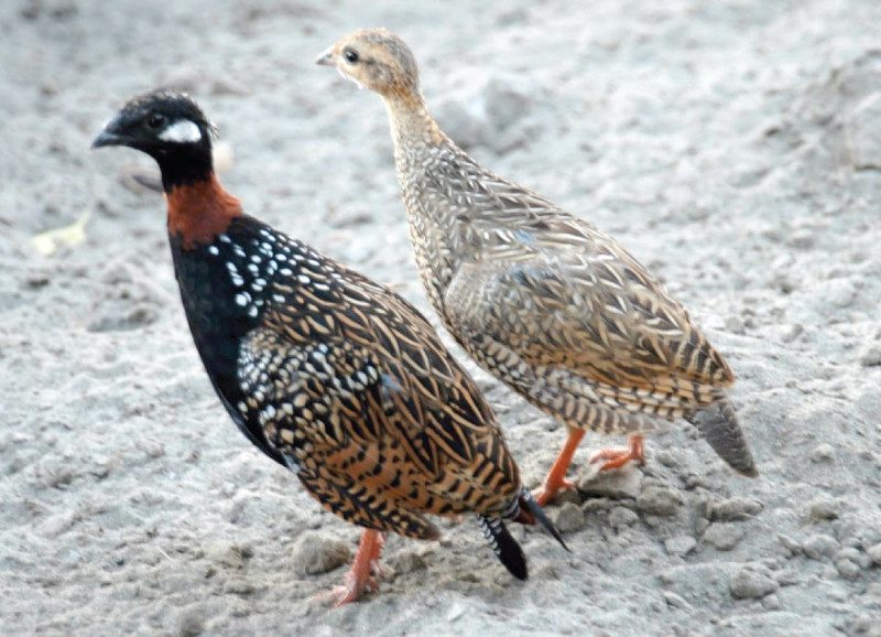 the hunting of partridges in prohibited areas has drawn concern photo express