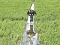 ai can analyse real time data to determine the precise water requirements of crops enabling automated systems to regulate irrigation this ensures that crops receive the exact amount of water needed photo file
