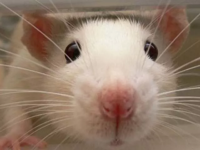 wild mice living in close proximity to humans end up looking different within a decade photo http mobile abc net au wild mice living in close proximity to humans end up looking different within a decade photo http mobile abc net au