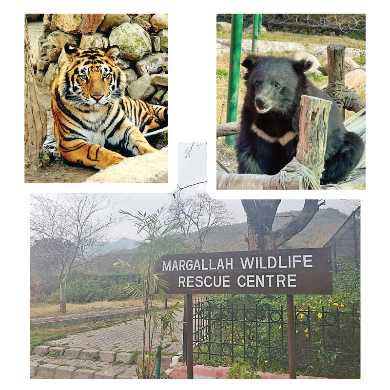 iwmb cda tensions cast uncertainty over the fate of marghazar zoo photos express