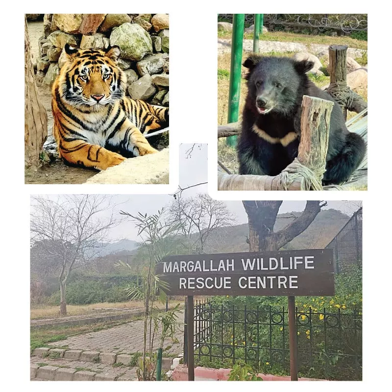 iwmb cda tensions cast uncertainty over the fate of marghazar zoo photos express iwmb cda tensions cast uncertainty over the fate of marghazar zoo photos express