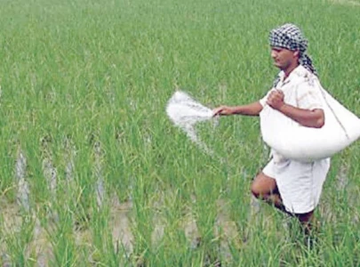 farmers await imported urea supply farmers await imported urea supply