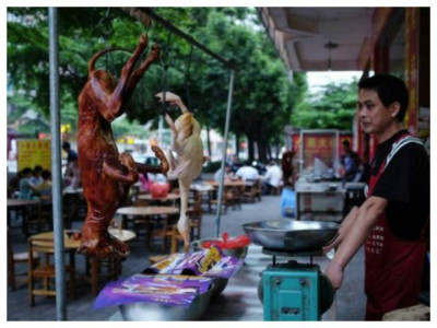 china enforces complete ban on eating wild animals