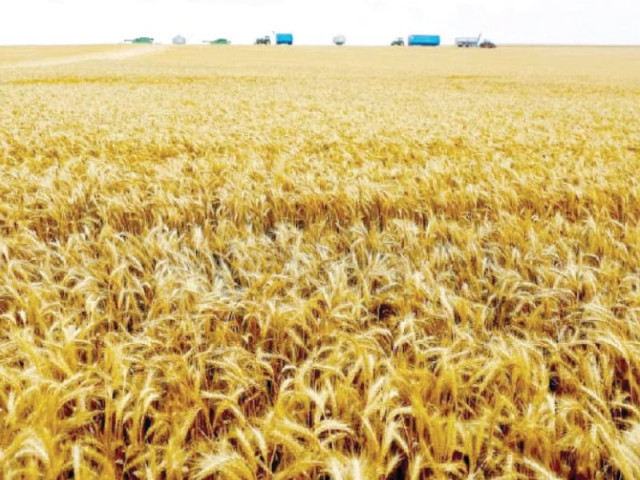 almost every year there are headlines about wheat and sugar shortages or high prices but nobody remembers the last time there was a rice crisis because government intervention is relatively minimal with no minimum support price or export subsidy photo file almost every year there are headlines about wheat and sugar shortages or high prices but nobody remembers the last time there was a rice crisis because government intervention is relatively minimal with no minimum support price or export subsidy photo file