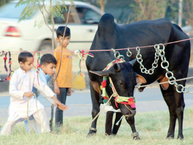 children delight in the company of a sacrificial animal in islamabad on the eve of eidul azha photo zafar raja express children delight in the company of a sacrificial animal in islamabad on the eve of eidul azha photo zafar raja express