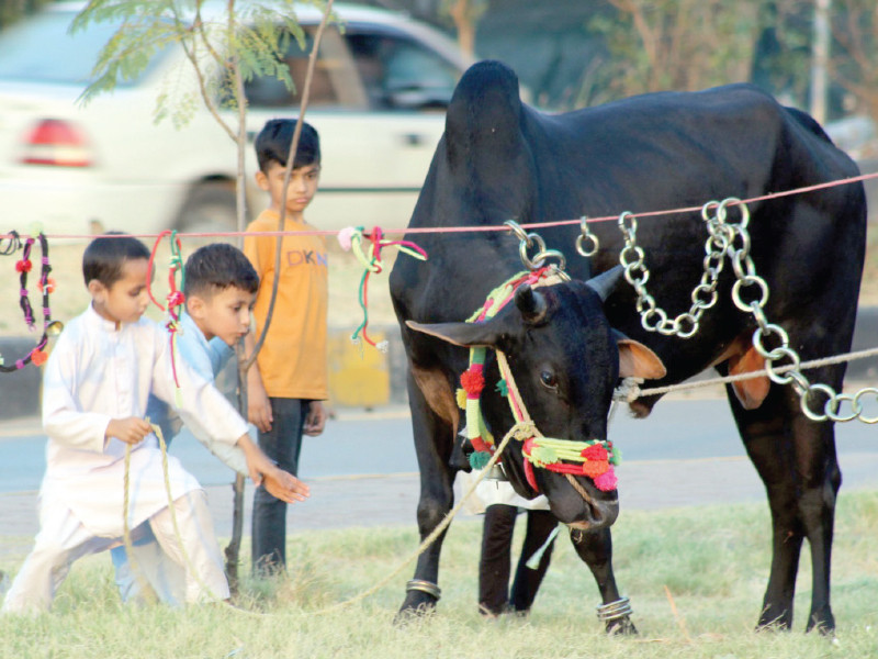 children delight in the company of a sacrificial animal in islamabad on the eve of eidul azha photo zafar raja express