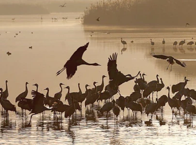 migratory bird numbers plummet in pakistan migratory bird numbers plummet in pakistan