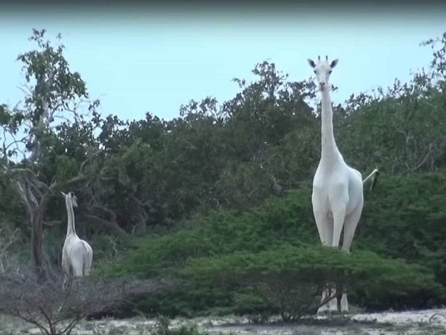 the extremely rare giraffes were first seen in 2016 making headlines worldwide in 2017 photo courtesy hirola conversation program the extremely rare giraffes were first seen in 2016 making headlines worldwide in 2017 photo courtesy hirola conversation program