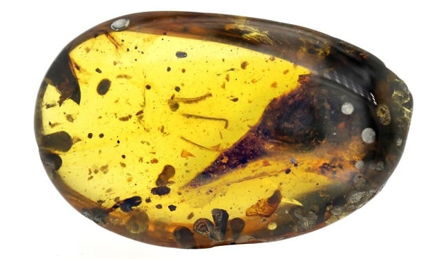 the amber discovered in northern myanmar is believed from the late cretaceous period photo courtesy inside science the amber discovered in northern myanmar is believed from the late cretaceous period photo courtesy inside science