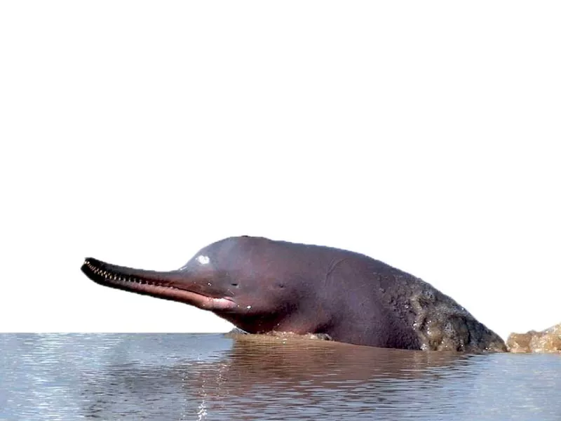 indus dolphins get a brand new lifeline indus dolphins get a brand new lifeline