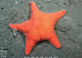 argentina s real life patrick star argentina s real life patrick star