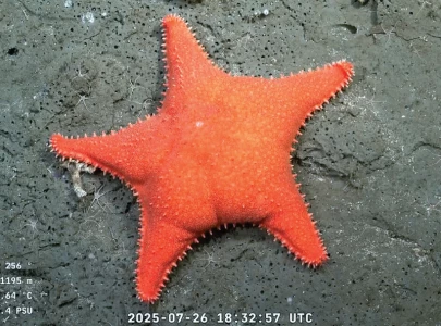 argentina s real life patrick star