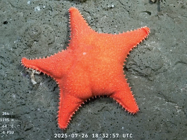 the starfish drew comparisons to a beloved character on spongebob squarepants photo afp