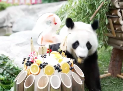 katyusha russia born panda enjoys her birthday cake katyusha russia born panda enjoys her birthday cake